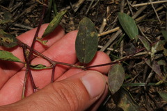 Capparis sicula