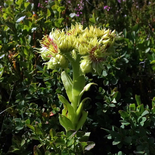 yellow houseleek (Sempervivum wulfenii)