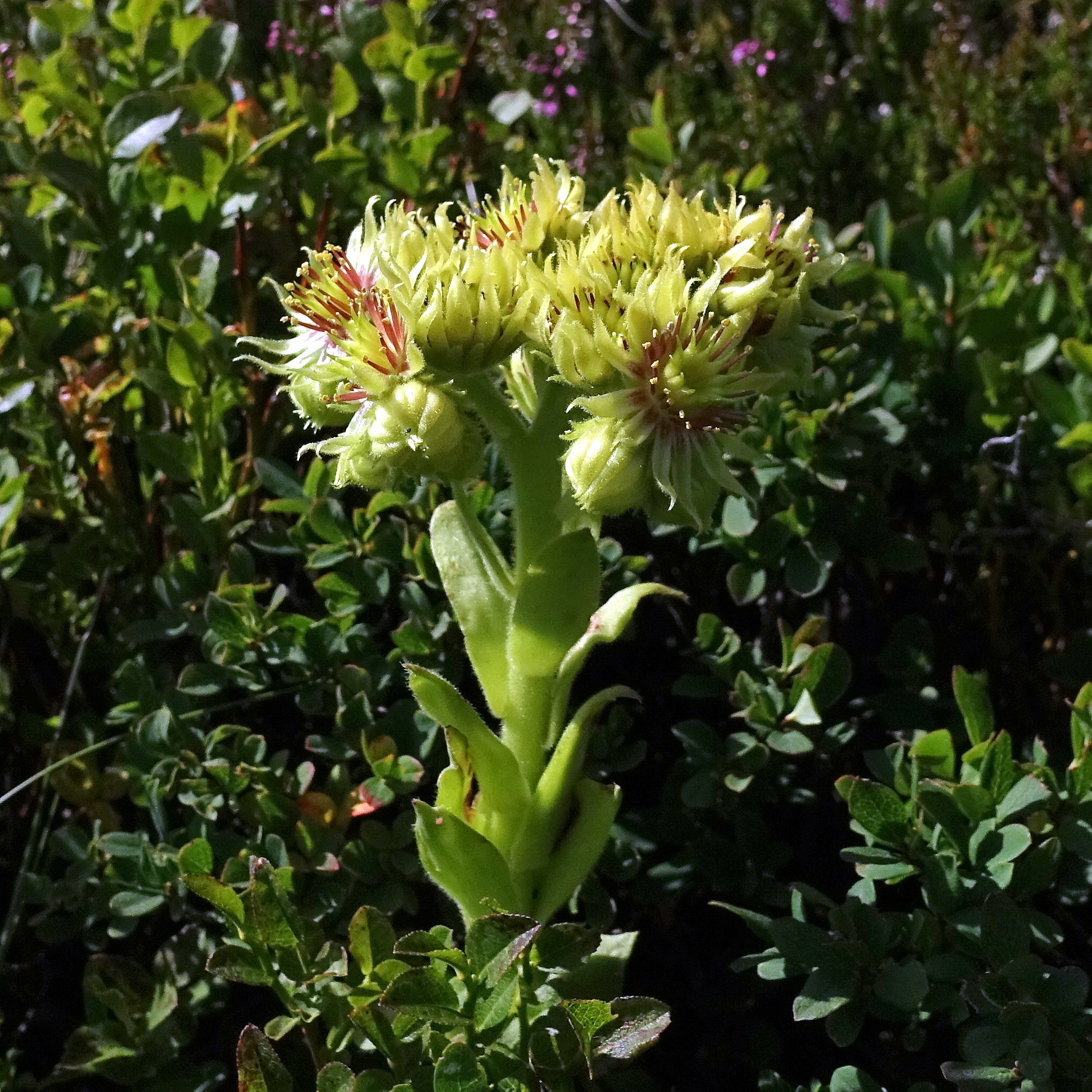Sempervivum juvanii Strgar