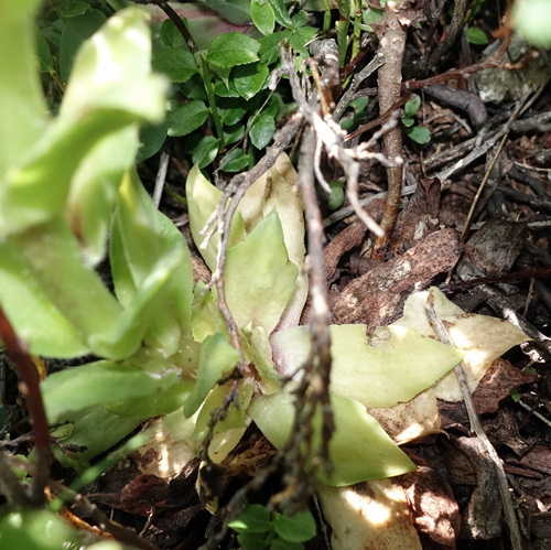Sempervivum wulfenii, photograph 2