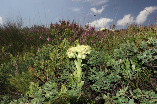 Sempervivum wulfenii, photograph 3