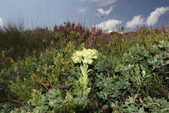 Sempervivum wulfenii, photograph (c) Wolfgang Jauch, some rights reserved (CC BY)