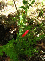 Lamourouxia rhinanthifolia