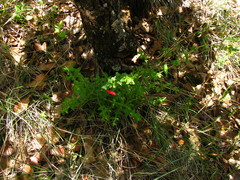 Lamourouxia rhinanthifolia