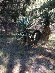 Yucca schottii