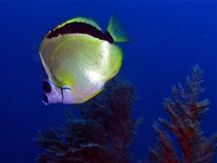 Johnrandallia nigrirostris