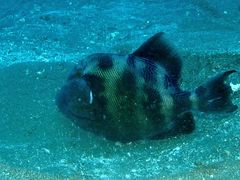 Pseudobalistes naufragium