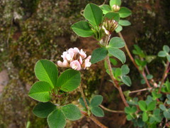 Trifolium amabile