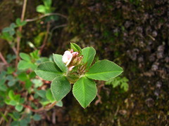 Trifolium amabile