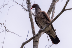 Patagioenas speciosa