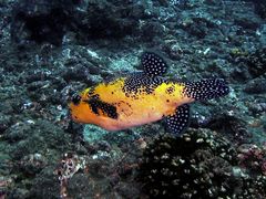 Guineafowl Puffer photo 5