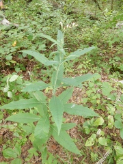 Vernonia flaccidifolia