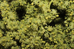 Asparagus aphyllus orientalis