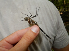 Macromia