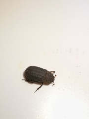 Trox scaber