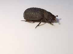 Trox scaber