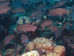 Haemulon maculicauda