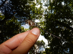 Macromia
