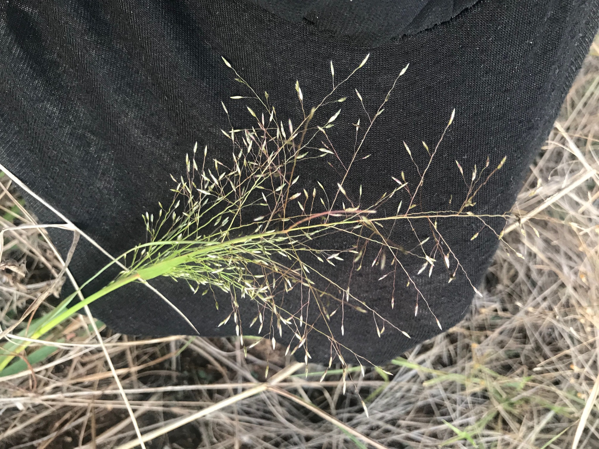 Eragrostis intermedia