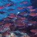 Scissortail Chromis - Photo (c) Felipe Campos, some rights reserved (CC BY-NC), uploaded by Felipe Campos