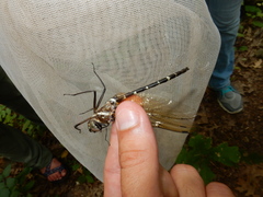Macromia