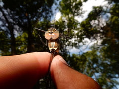 Macromia