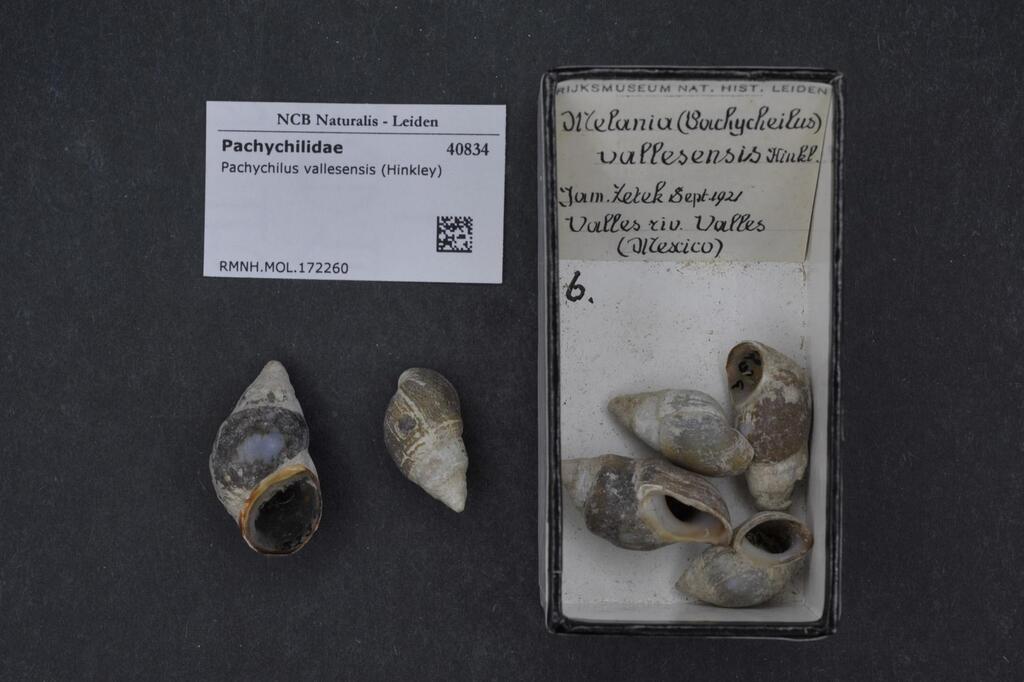Pachychilus vallesensis
