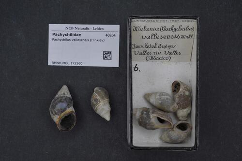 Pachychilus vallesensis