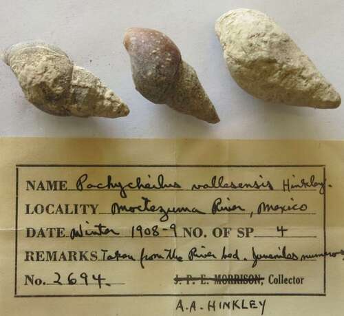 Pachychilus vallesensis