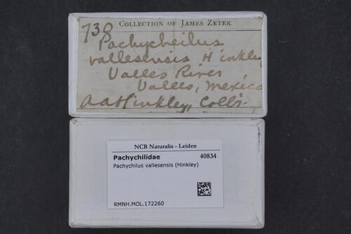 Pachychilus vallesensis