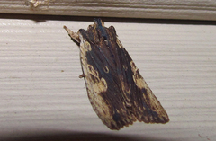 Lithophane signosa