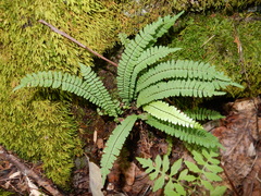 Asplenium resiliens