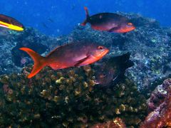 Cephalopholis colonus