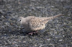Columbina inca