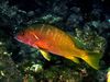 Yellow Snapper - Photo (c) Felipe Campos, some rights reserved (CC BY-NC), uploaded by Felipe Campos