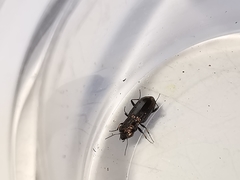 Notiophilus quadripunctatus