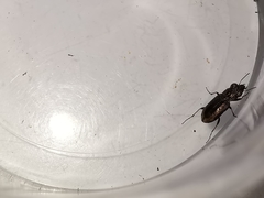 Notiophilus quadripunctatus