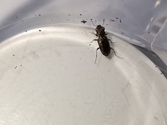 Notiophilus quadripunctatus