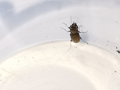 Notiophilus quadripunctatus