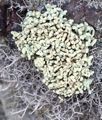 Lecanora phryganitis