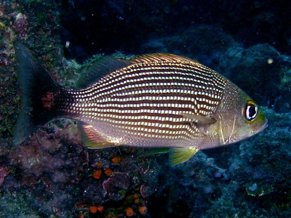 Spottail Grunt