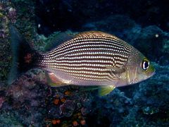 Haemulon maculicauda