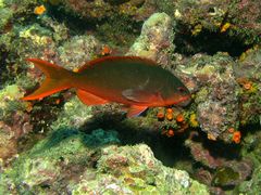 Cephalopholis colonus