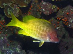 Amarillo Snapper photo 2