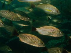 Haemulon maculicauda