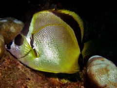 Johnrandallia nigrirostris