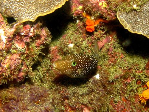 Spotted sharpnose puffer (Canthigaster punctatissima) — Tetraodontidae — 4
