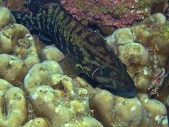 Cephalopholis panamensis
