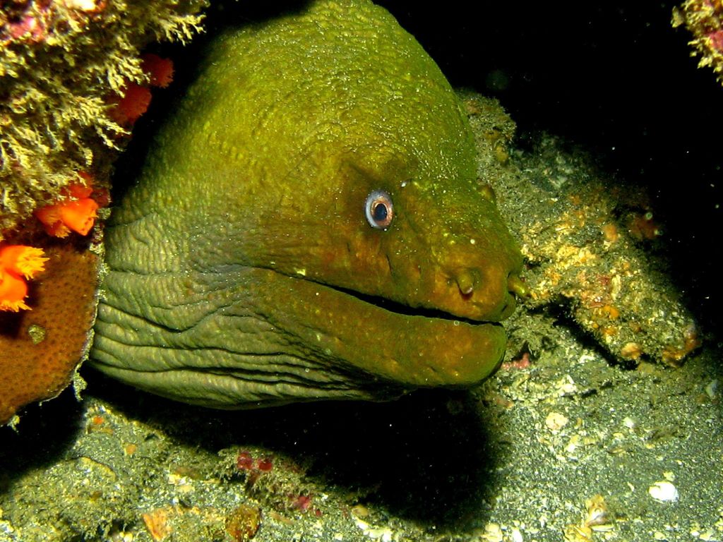 Panamic Green Moray