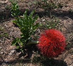 Scadoxus multiflorus multiflorus